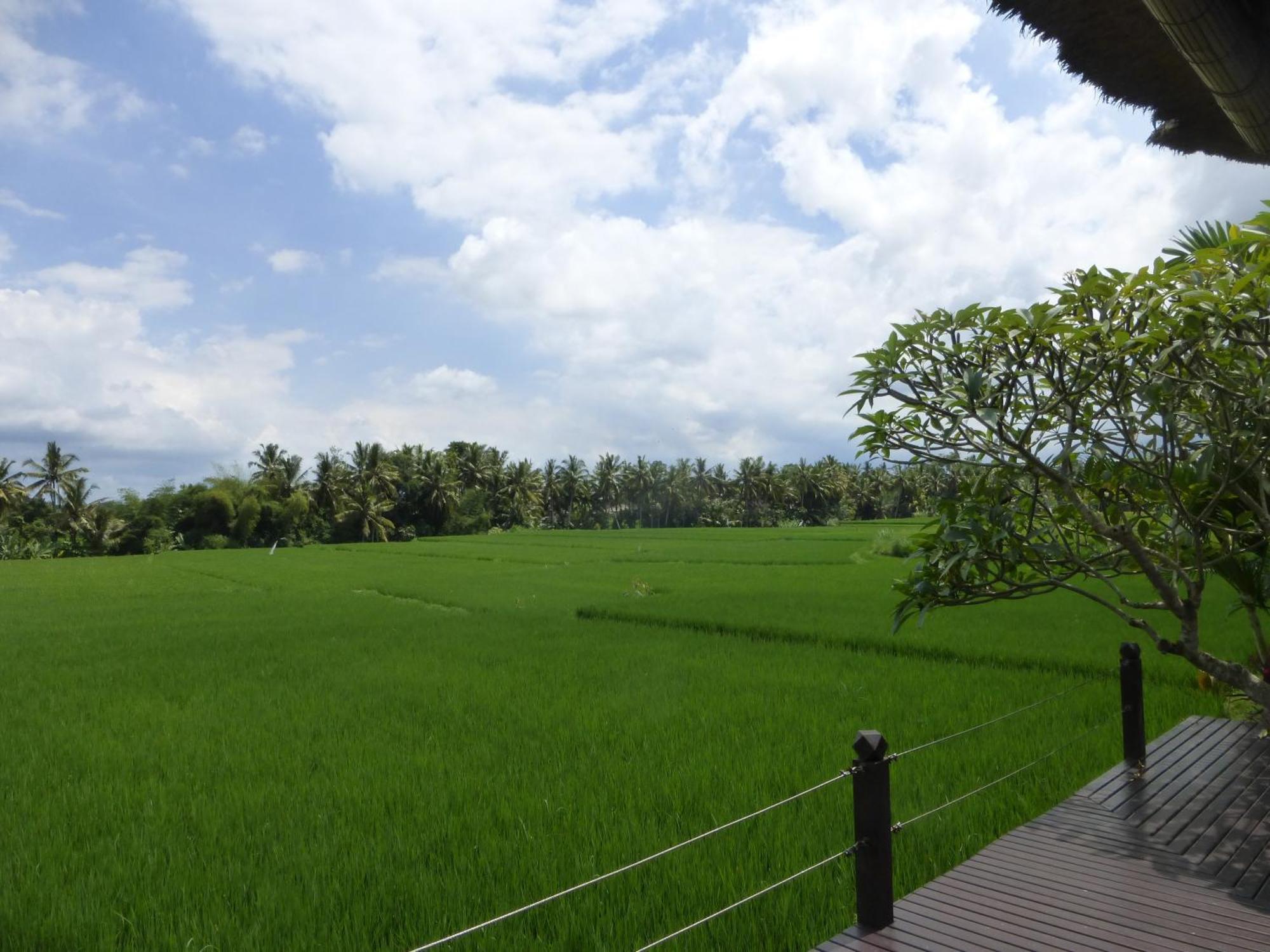 Bali Harmony Villa Ubud Rum bild
